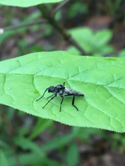 Bibio albipennis