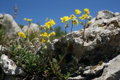 Helianthemum oelandicum orientale