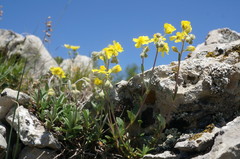 Helianthemum oelandicum orientale
