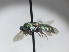 Parnopes