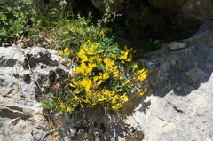Chamaecytisus wulfii