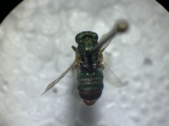 Parnopes