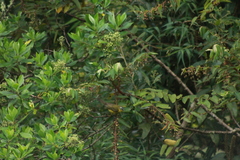 Thlypopsis superciliaris