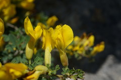 Chamaecytisus wulfii