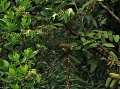 Thlypopsis superciliaris