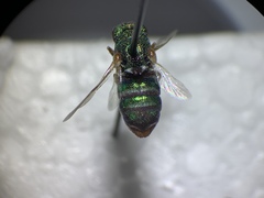 Parnopes