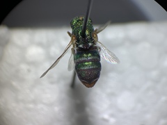 Parnopes