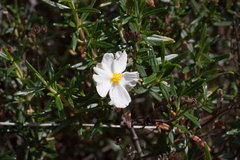 Cistus clusii