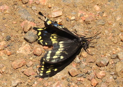 Papilio