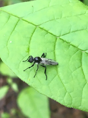 Bibio albipennis