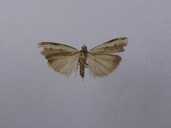 Orocrambus flexuosellus