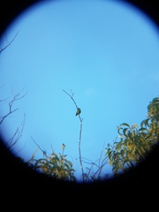 Cyclopsitta diophthalma