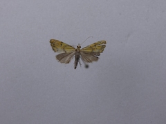 Glaucocharis auriscriptella