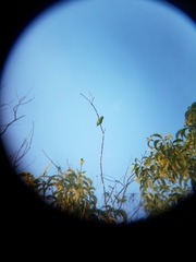 Cyclopsitta diophthalma