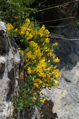 Chamaecytisus wulfii