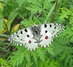 Parnassius nomion