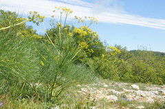 Prangos trifida