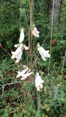 Penstemon laxiflorus
