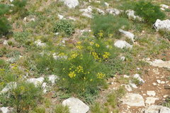 Prangos trifida