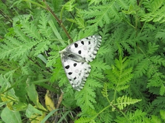 Parnassius nomion