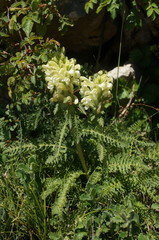Pedicularis sibthorpii