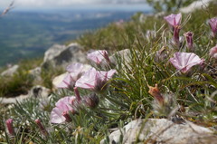 Convolvulus calvertii