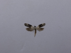 Trachypepla amphileuca