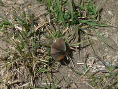 Erebia tyndarus