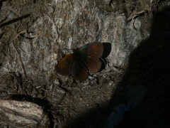 Erebia tyndarus