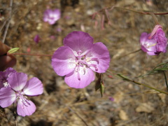 Clarkia lewisii