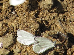 Pieris dulcinea