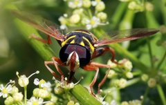Meromacrus gloriosus