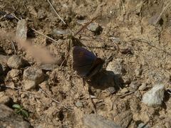 Erebia tyndarus