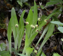 Carex fraseriana