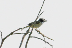 Vireo atricapilla