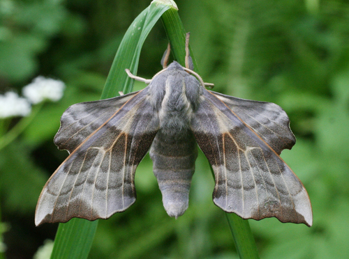 Aspen Hawkmoth (Laothoe amurensis)