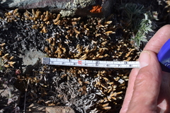 Selaginella watsonii