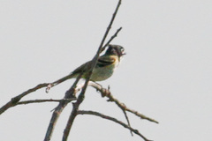Vireo atricapilla