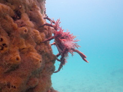 Leptomithrax gaimardii