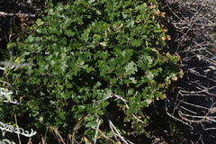 Quercus × macdonaldii