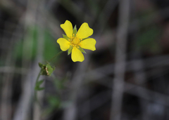 Potentilla hookeriana