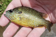 Lepomis megalotis × cyanellus
