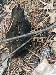 Craterellus cornucopioides