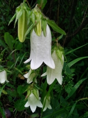Campanula punctata