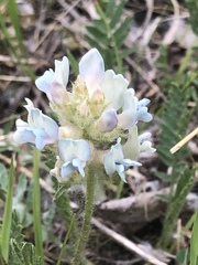 Oxytropis borealis