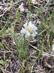 Oxytropis borealis