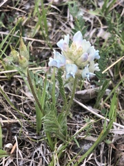 Oxytropis borealis