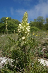 Pedicularis sibthorpii