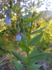 Mertensia paniculata