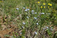 Myosotis lithospermifolia